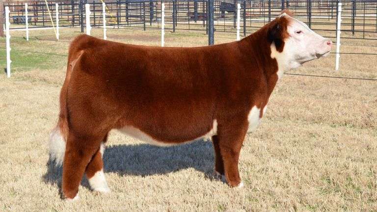 WELSHANS TAG 1427 HEIFER