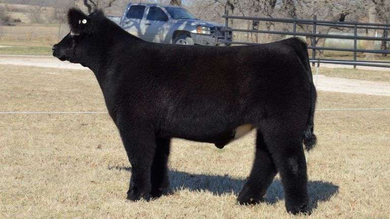 WELSHANS TAG 1462 STEER