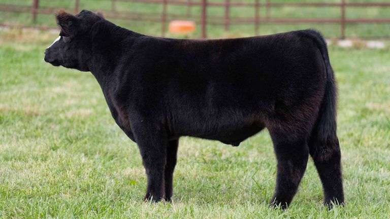 FERGUSON TAG 106 STEER