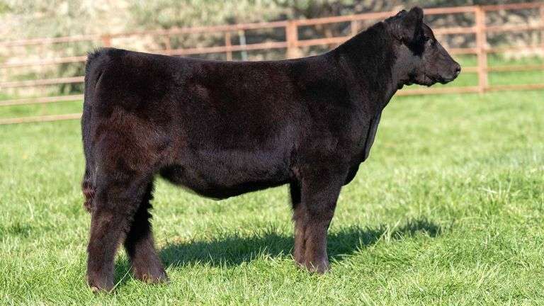 TAG 2557 HEIFER