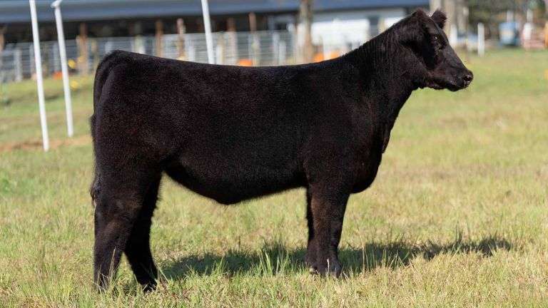 POTTER TAG 13 HEIFER