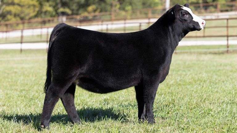 KITCHELL TAG 17 HEIFER