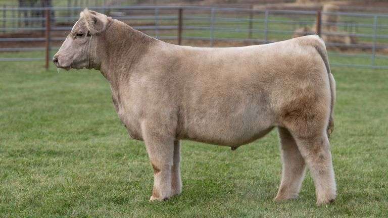 ENGLAND TAG 15 STEER