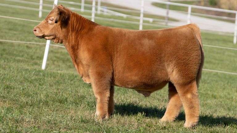 GORETSKA TAG 46 STEER