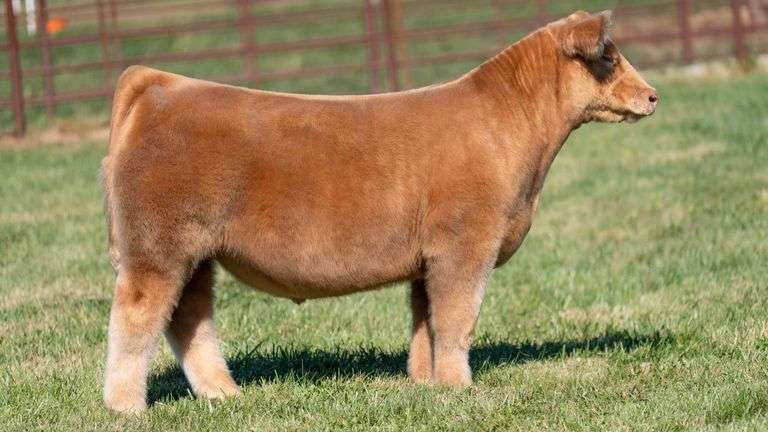 FERGUSON TAG 144 STEER