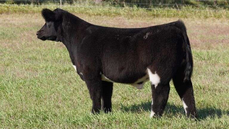 CORNELIUS TAG 8 STEER