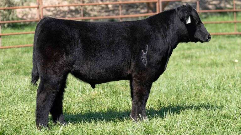 TAG 2541 STEER