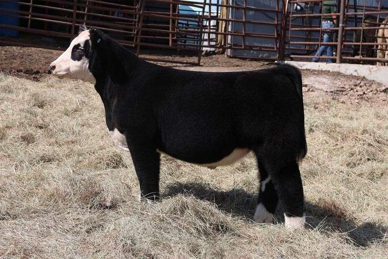 MIDCONTINENT TAG 23 STEER