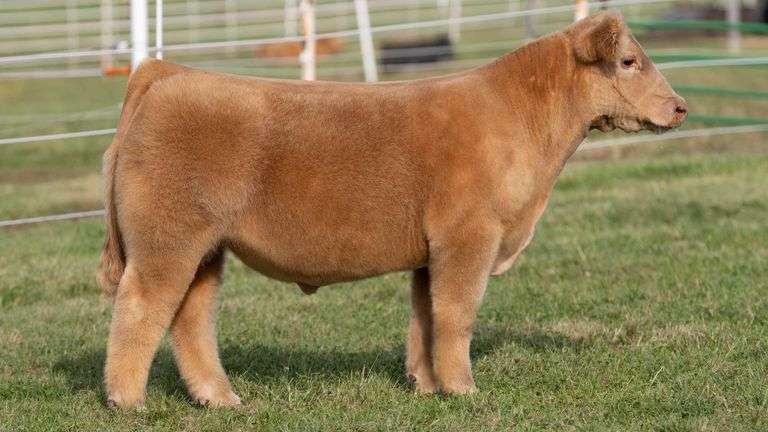 GORETSKA TAG 37 STEER