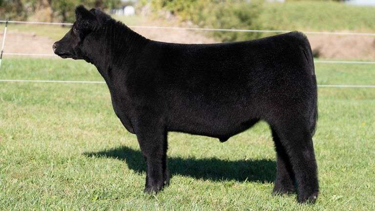 3R TAG 524 STEER