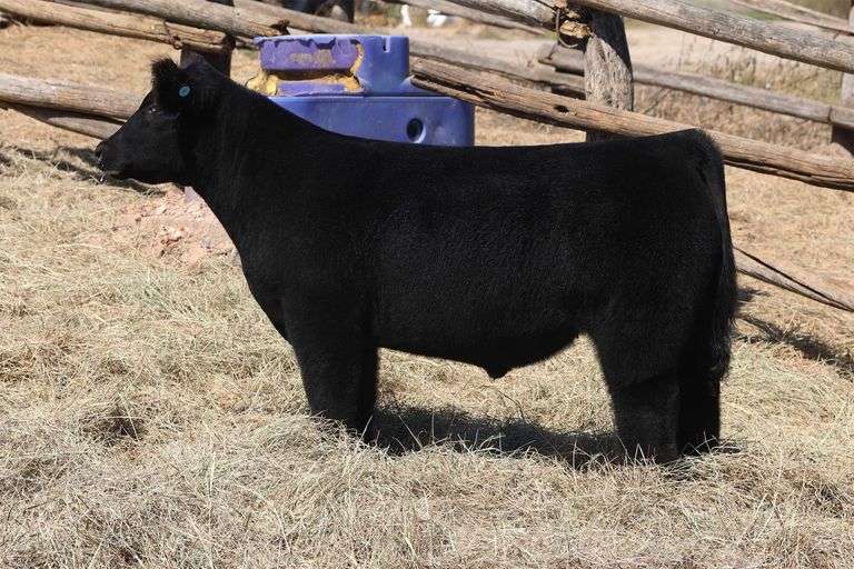 MIDCONTINENT TAG 30 STEER