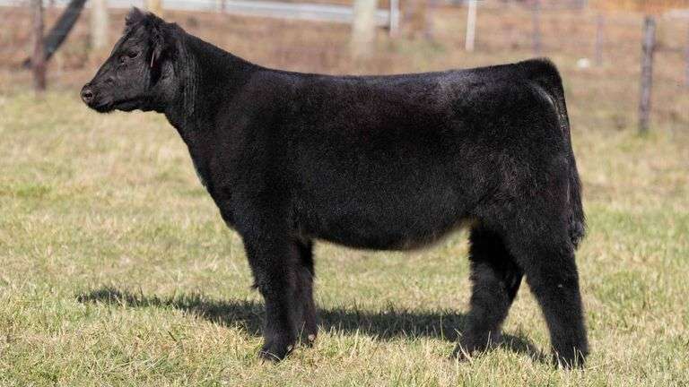 ULERICK TAG 14 HEIFER