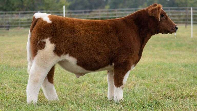 WISS TAG 537 STEER