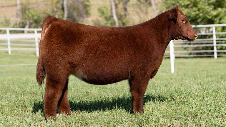 GORETSKA TAG 66 HEIFER