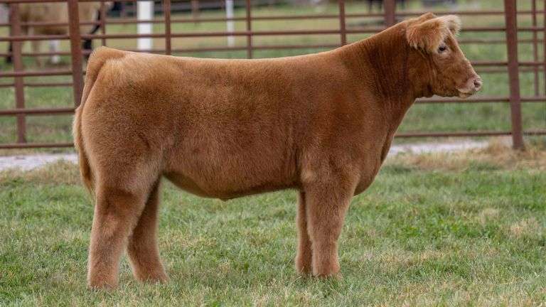 FERGUSON TAG 123 STEER