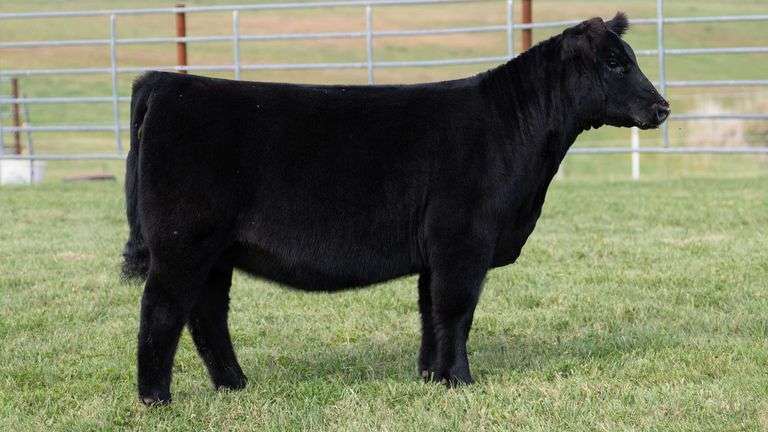 ENGLAND TAG 29 HEIFER