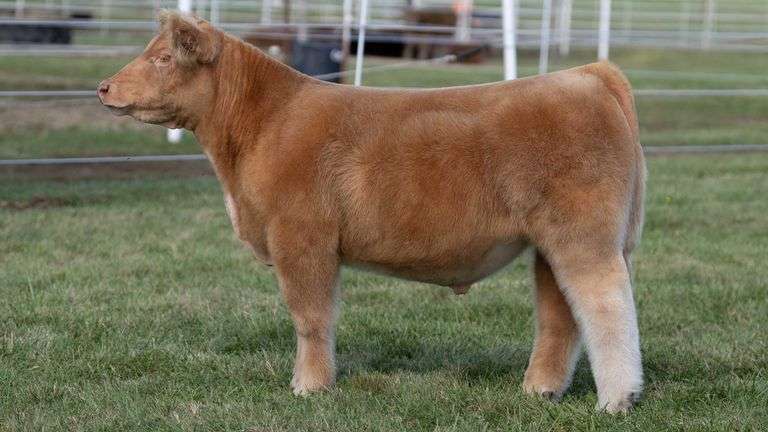 GORETSKA TAG 61 STEER
