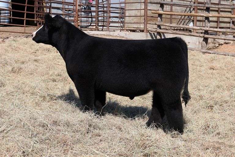 MIDCONTINENT TAG 11 STEER