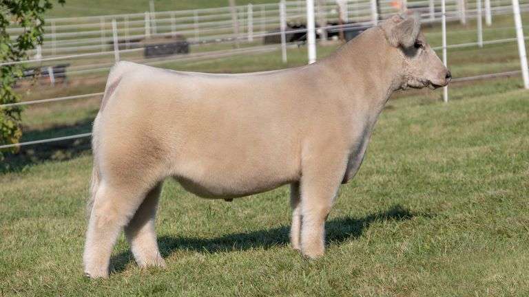 GORETSKA TAG 35 STEER