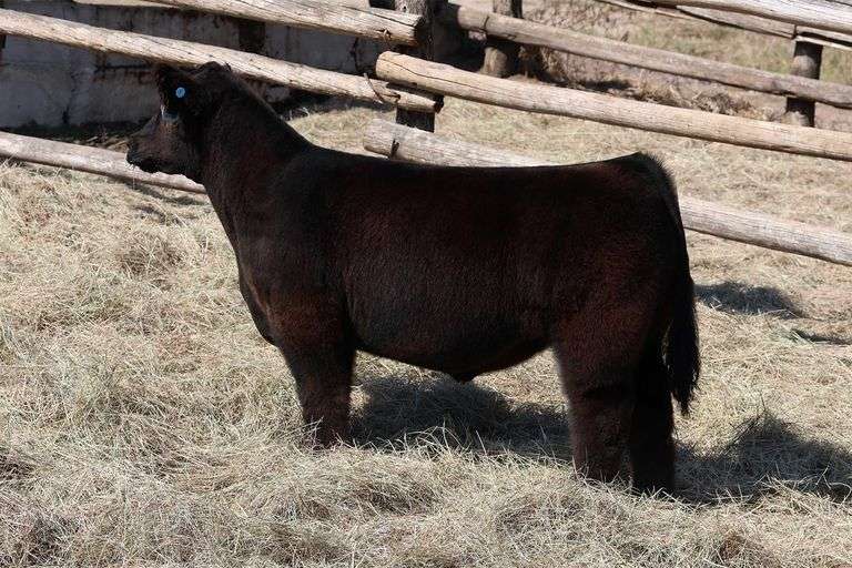 MIDCONTINENT TAG 12 STEER