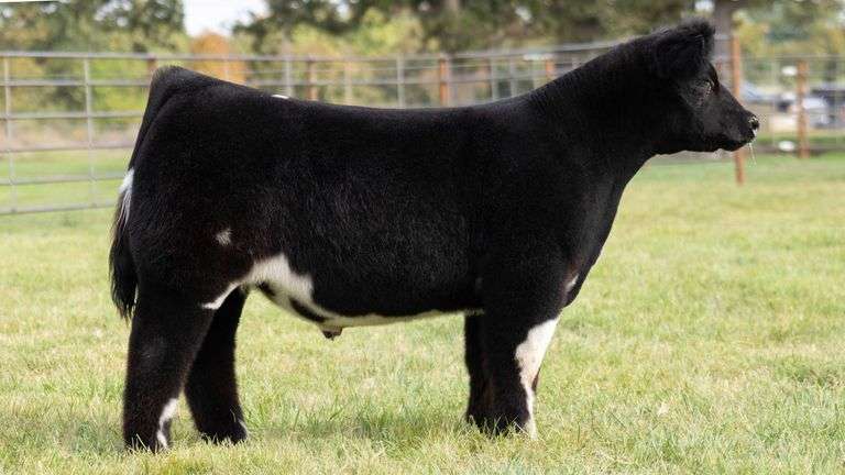 WISS TAG 506 STEER