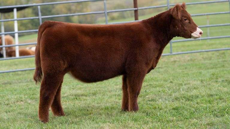 ENGLAND TAG 20 HEIFER