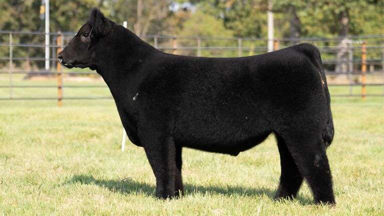WISS TAG 504 STEER