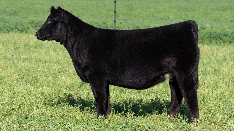 BLUEPRINT TAG 17 - MAINETAINER HEIFER