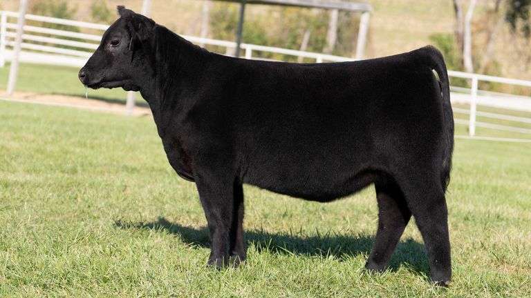 HB ANNIE X CONLEY EXPRESS EMBRYOS