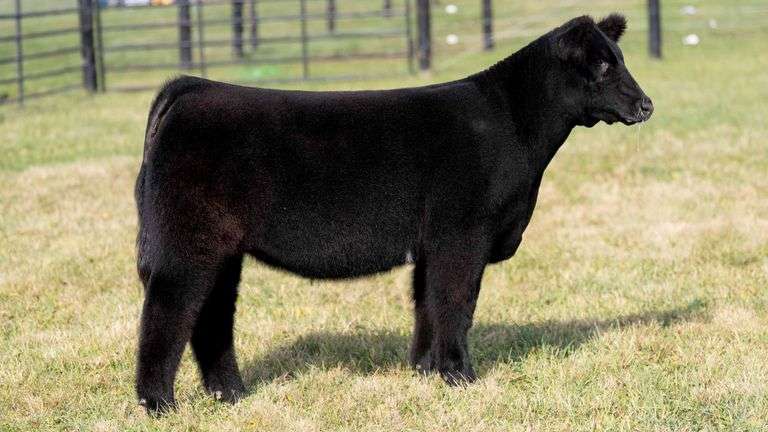 GEFFERT TAG 42 HEIFER