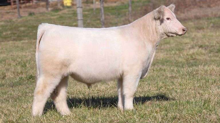 ULERICK TAG 16 STEER