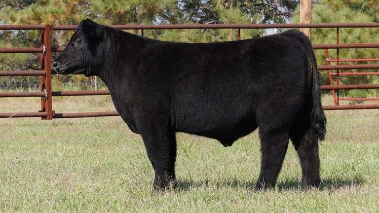 CORNELIUS TAG 4 STEER