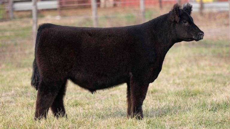 ULERICK TAG 15 STEER