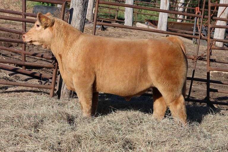MIDCONTINENT TAG 27 STEER