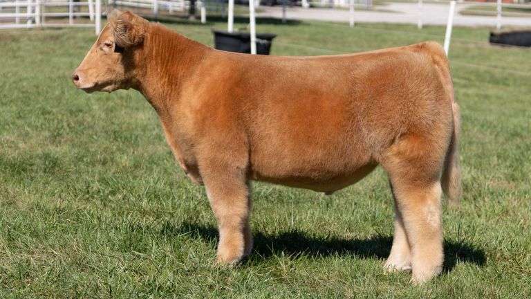 GORETSKA TAG 4 STEER