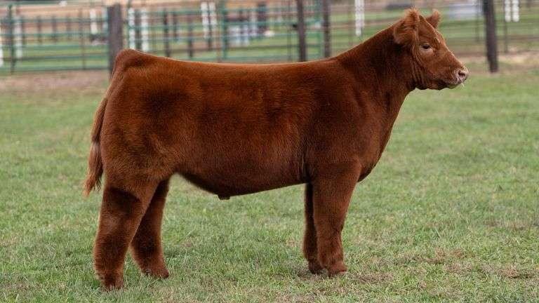 WILSON TAG 36 STEER