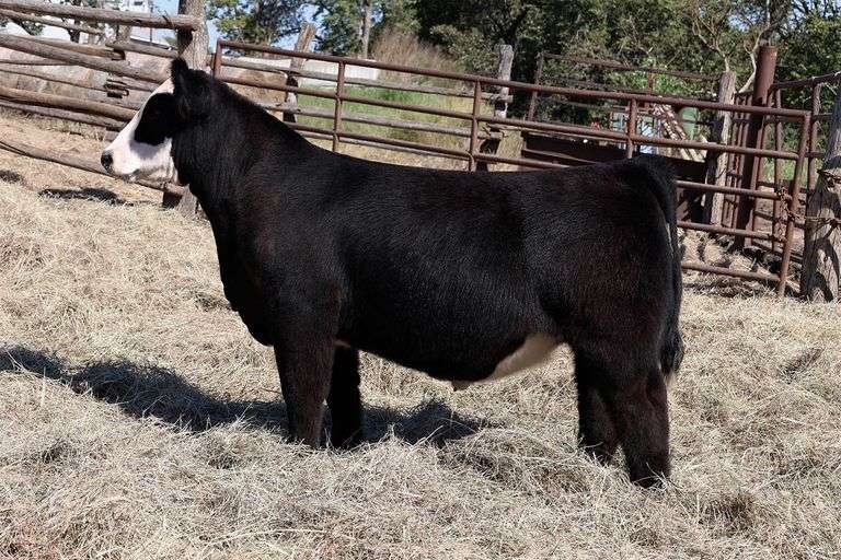 MIDCONTINENT TAG 46 STEER