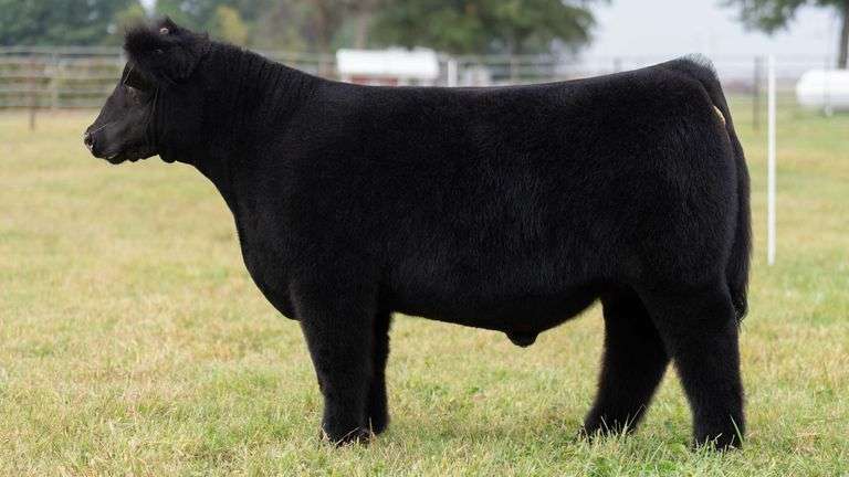 WISS TAG 512 STEER