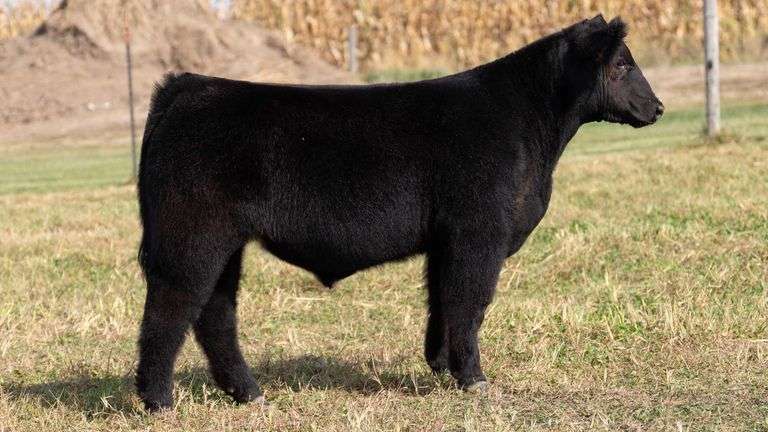 ARMSTRONG/BISINGER TAG 210 STEER