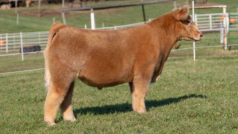 GORETSKA TAG 41 STEER