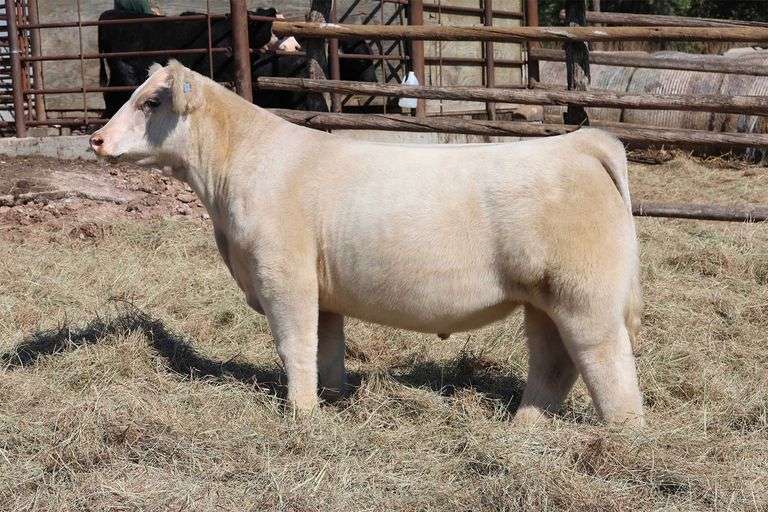 MIDCONTINENT TAG 4 STEER