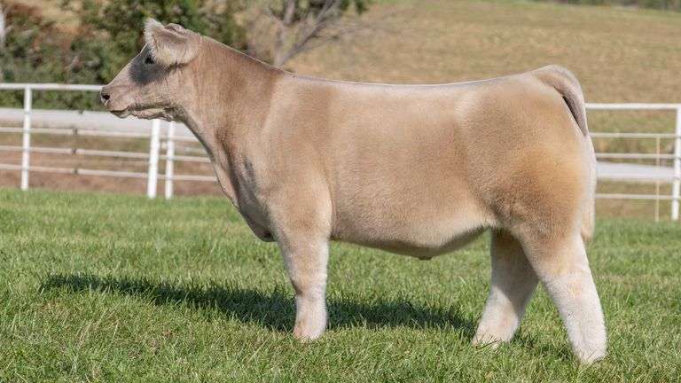 GORETSKA TAG 6 STEER