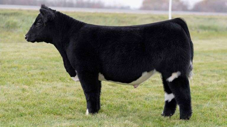 LORENTZ TAG 57 STEER