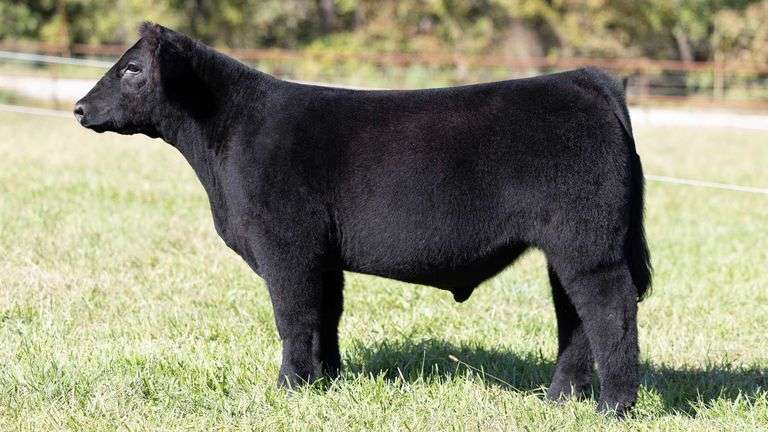 KITCHELL TAG 7 STEER