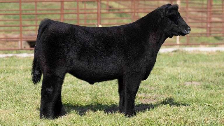 FERGUSON TAG 172 STEER