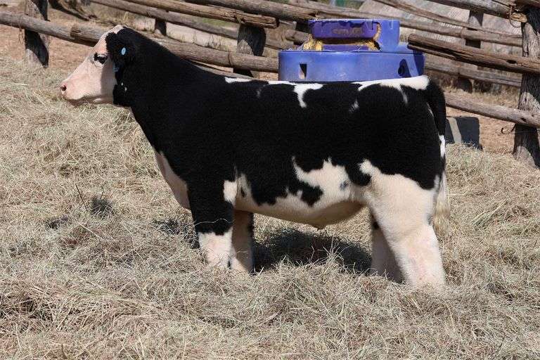 MIDCONTINENT TAG 20 STEER