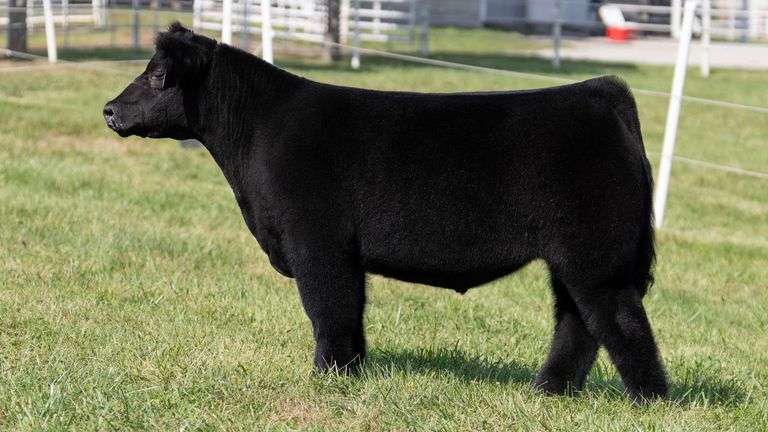 GORETSKA TAG 7 STEER