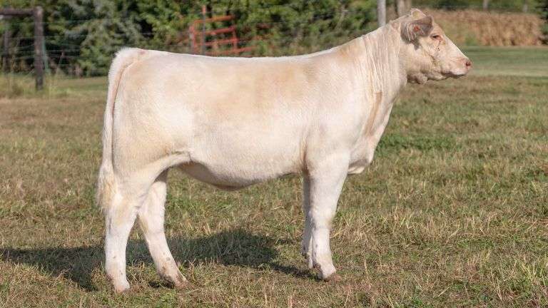 ARMSTRONG/BISINGER TAG 206 HEIFER