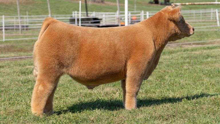 GORETSKA TAG 49 STEER
