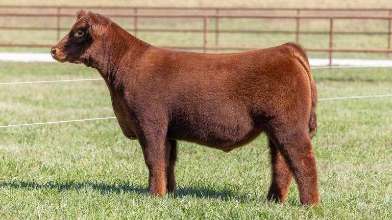 KITCHELL TAG 2 STEER